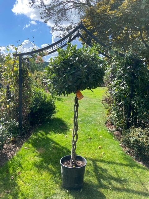 Triple Helix Bay Tree 5ft