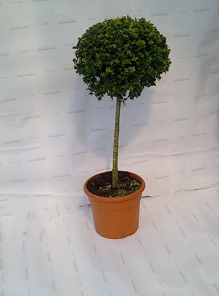 Pair of buxus lollipop topiary