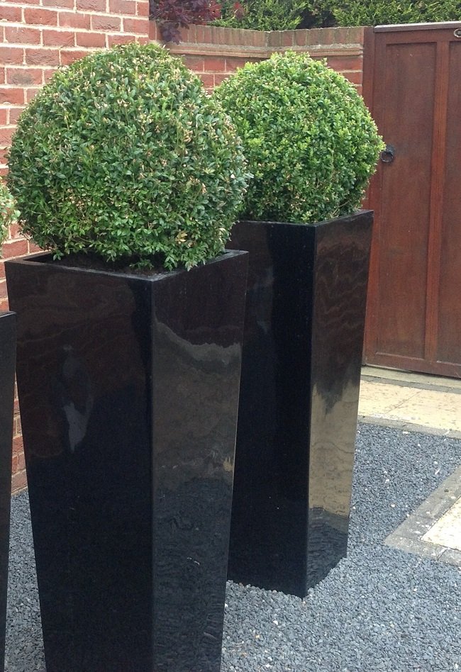 Buxus Ball in Tall Planter