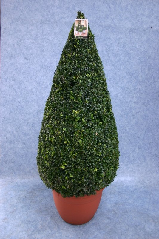 Pair of Topiary Cone 120cm