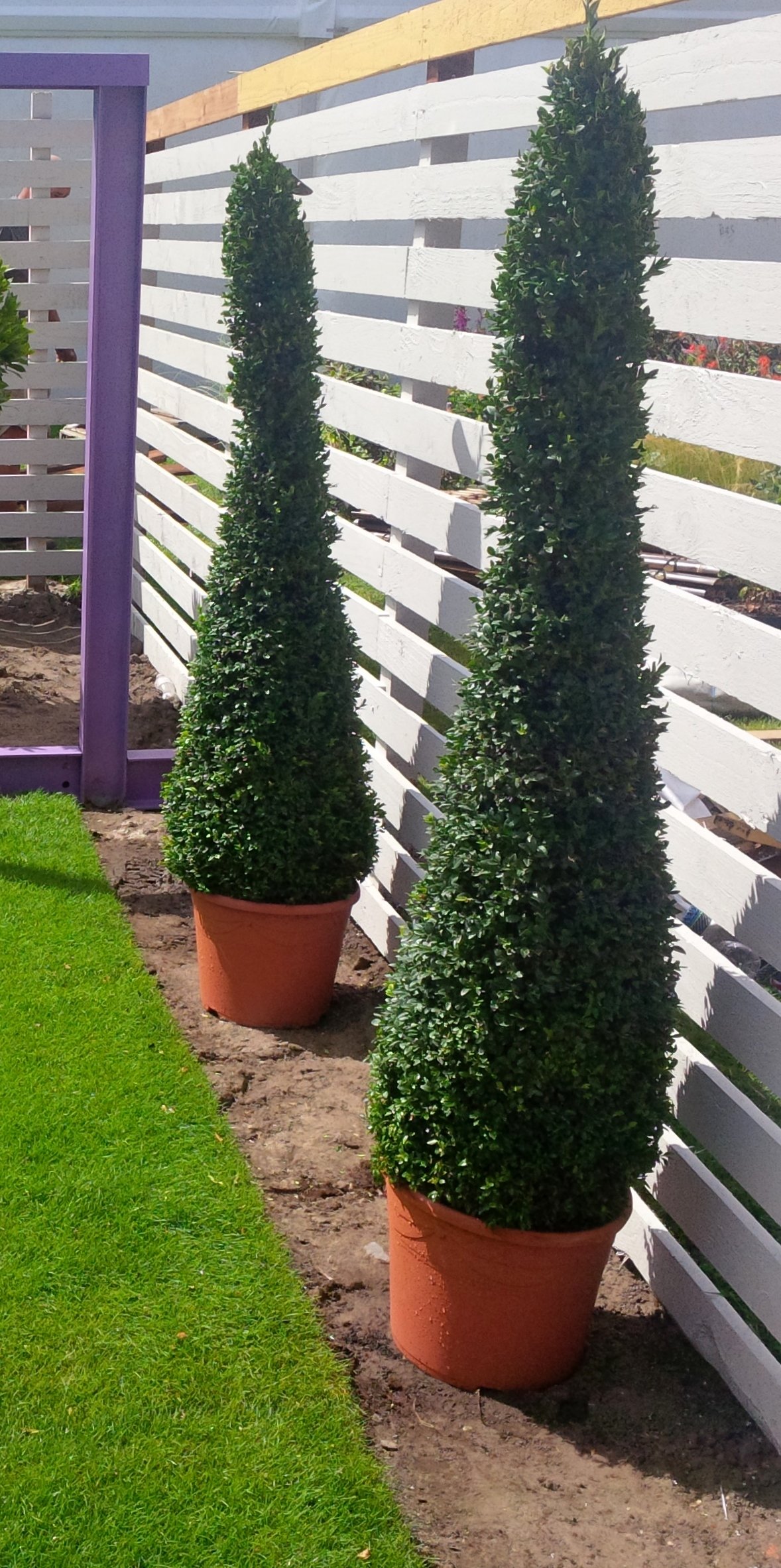 Buxus Topiary  Cone 6ft