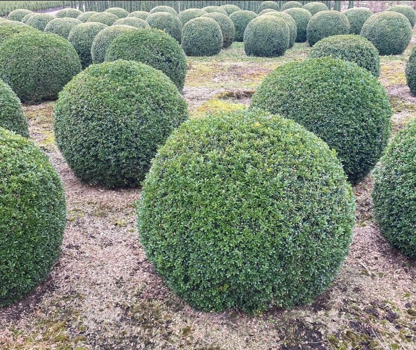 Buxus Sempervirens Ball 100cm