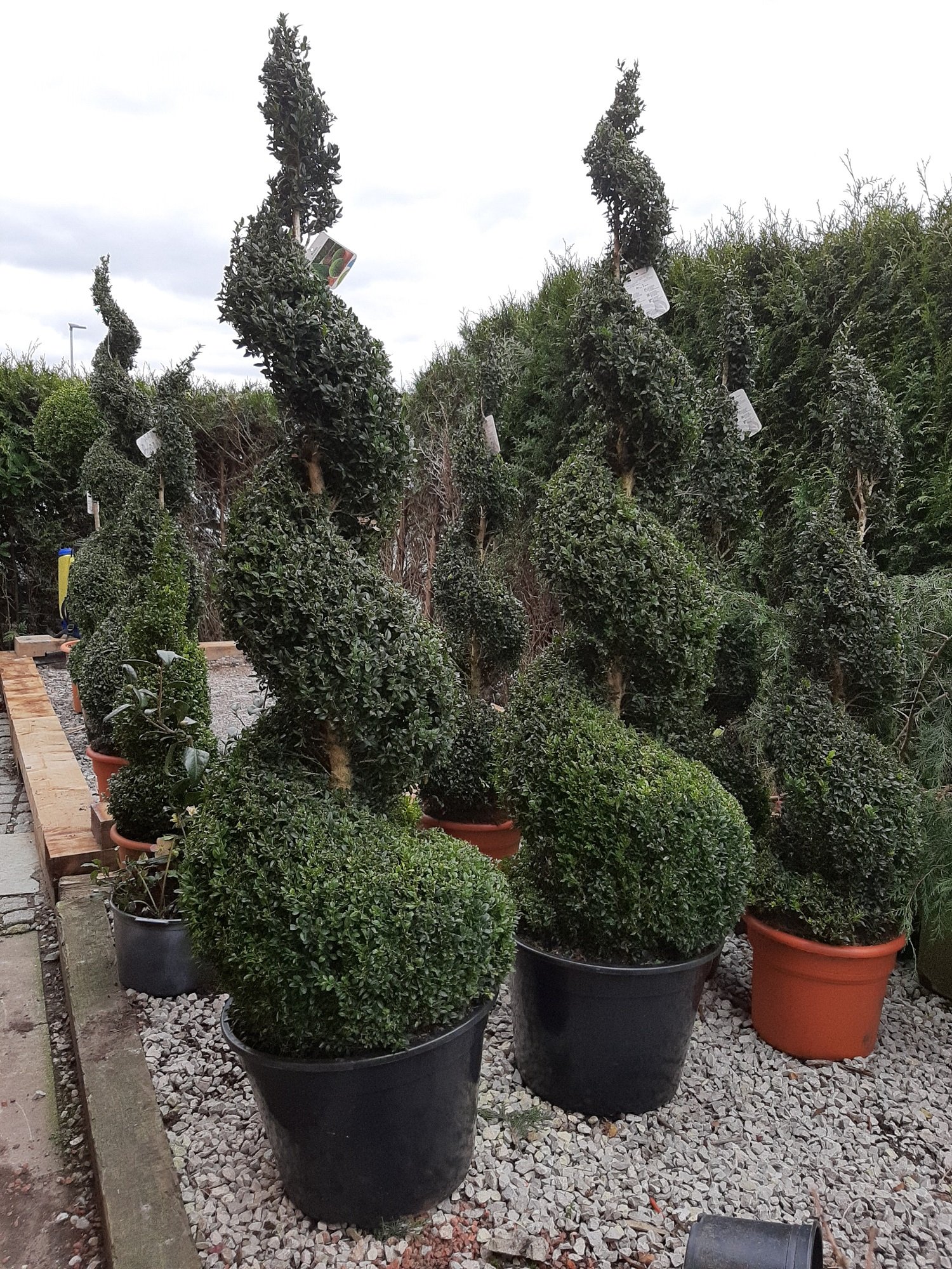 Pair of Large Topiary Spirals