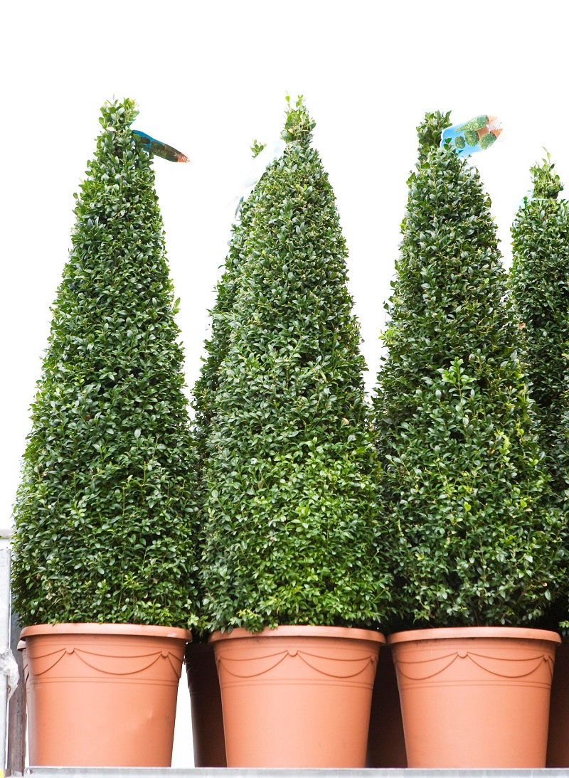 Box (Buxus) Cone 60cm