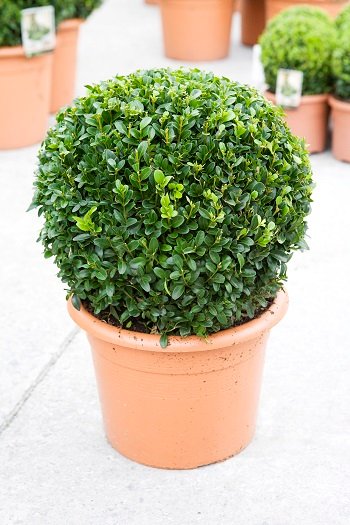 Medium Buxus Topiary Ball