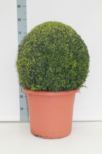 Buxus Topiary Ball 50cm
