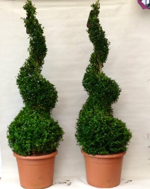 Pair of Buxus Topiary Spirals 4ft