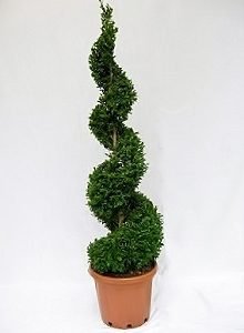 Box (Buxus Sempervirens) Spiral 140cm