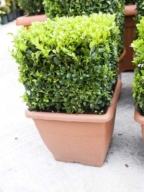 Buxus Cube 30x30cm