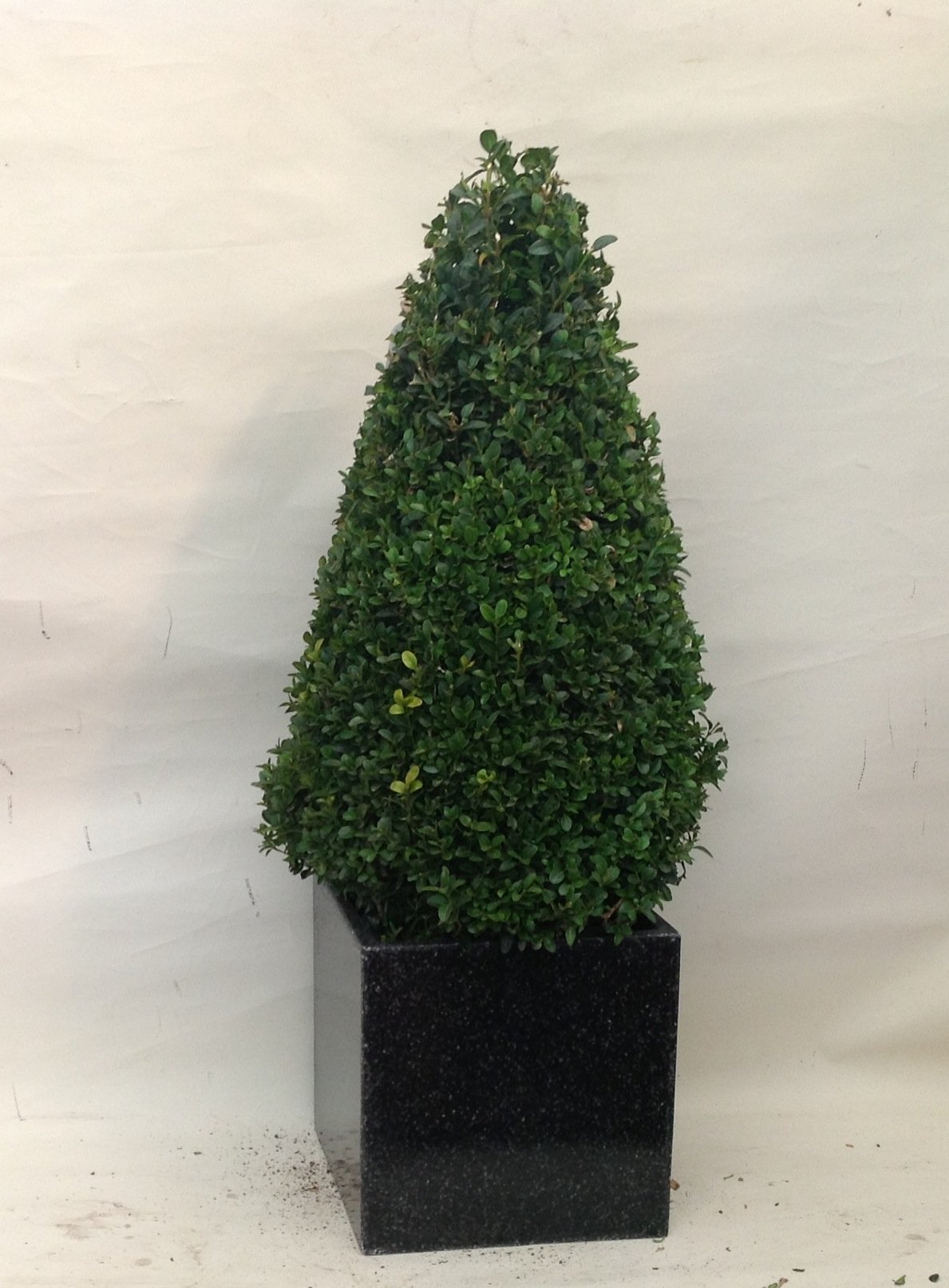 Buxus Cone in Black Planter