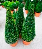 Pair of Buxus Cone Shrub  4ft