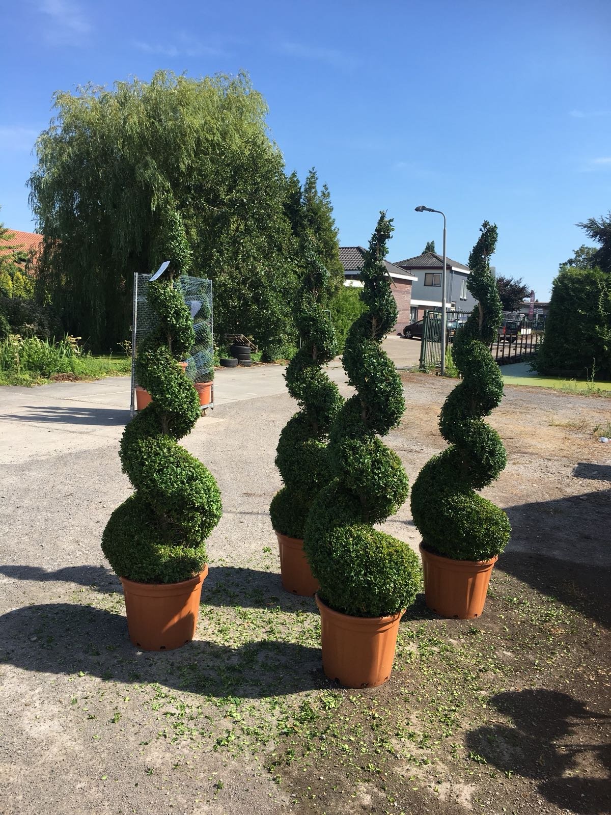 Buxus Spiral 180cm
