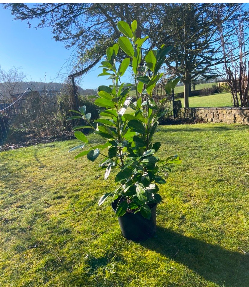 Chery Laurel 4ft