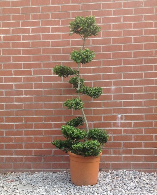 Ilex Crenata Cloud Tree