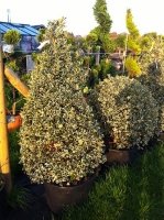 Verigated Holly Topiary Cone 210cm (7ft)