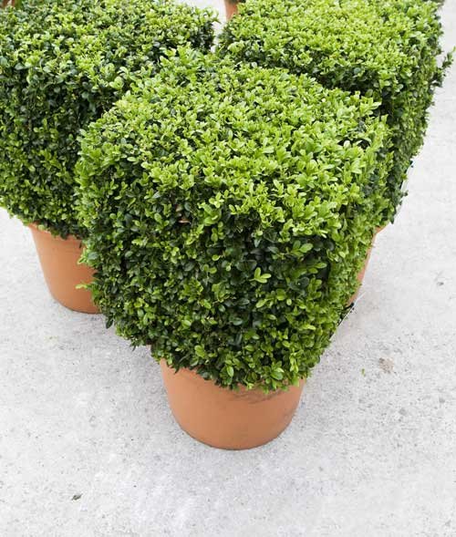 Box (Buxus) Cube 40cm