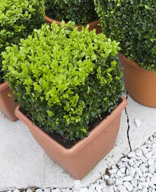 Box (Buxus) Cube 25cm