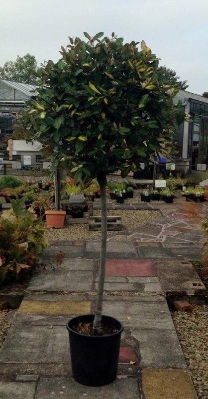 Eleagnus x abbingei half std topiary