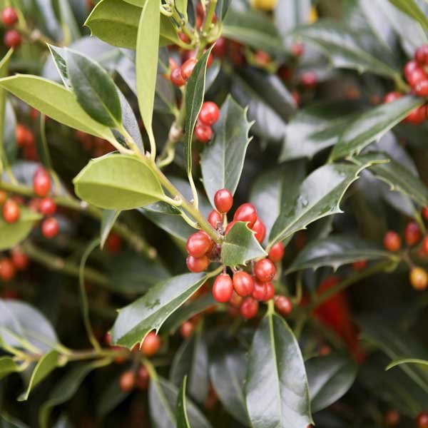 English Holly (Ilex Aquifolium) Hedging