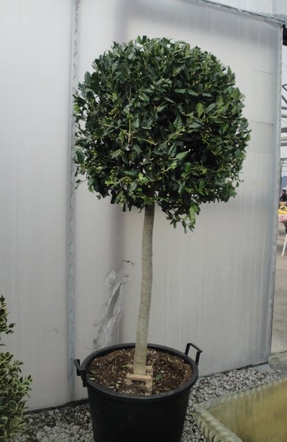 Green Holly Standard 180cm