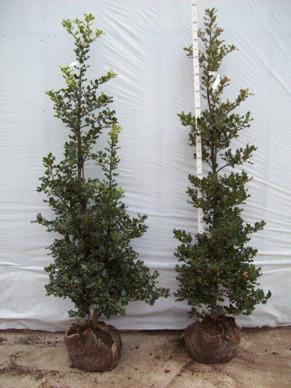 10 x Ilex Aquifolium Hedge 4-5ft