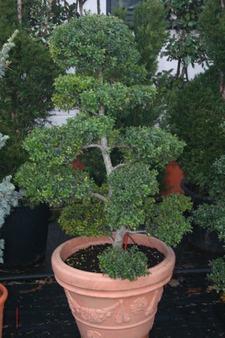 Ilex Crenata Bonsai 140cm