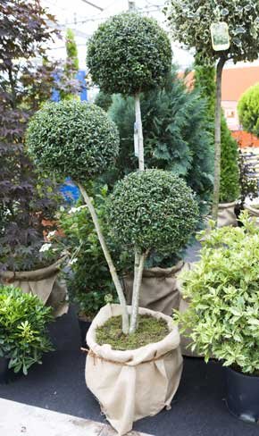 Privet  Pom Pom 180cm