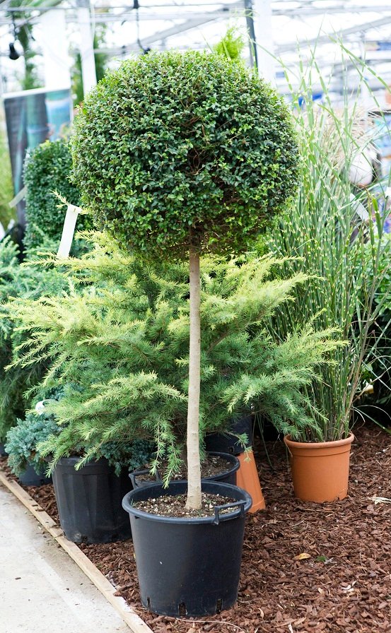 Privet Lollipop Tree 150cm