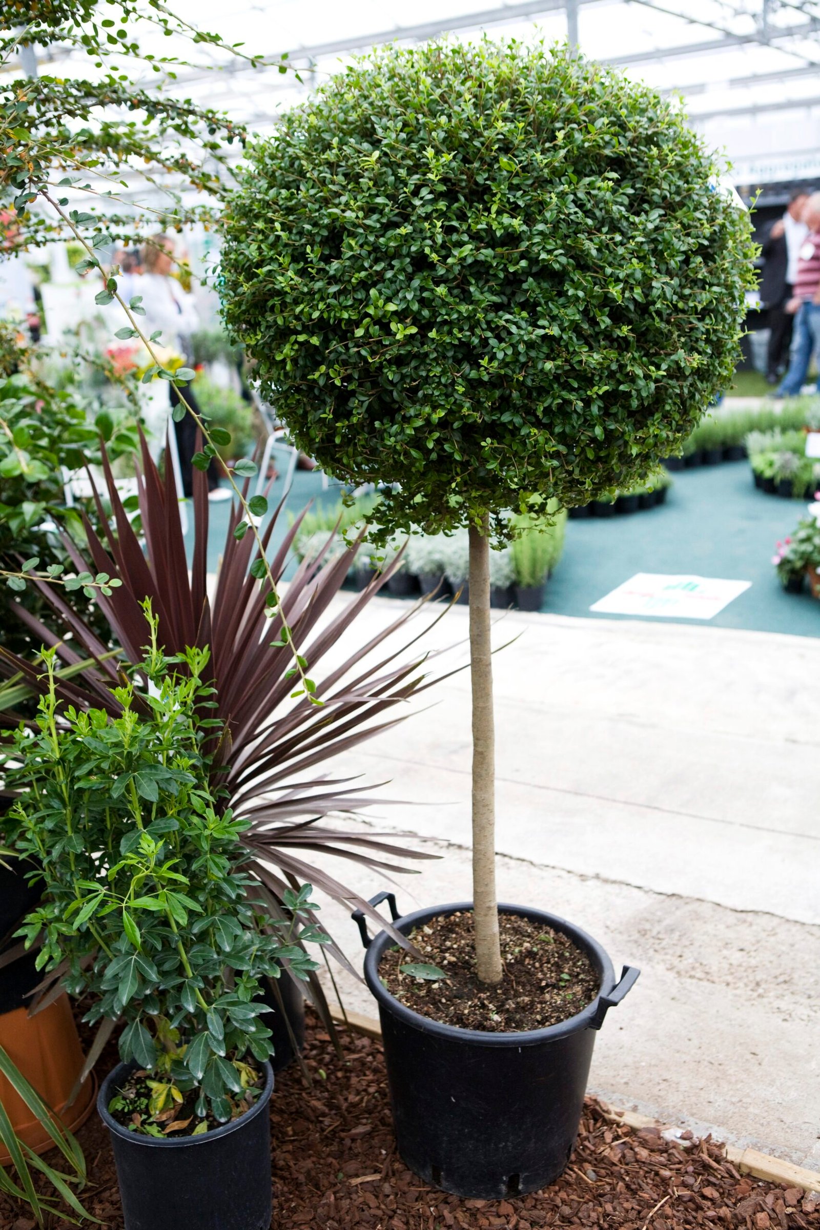 Large Privet Standard