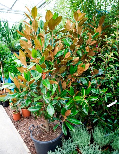 Magnolia Grandiflora Large Cone