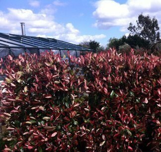 10 x Photinia Red Robin hedging plants 4/5ft