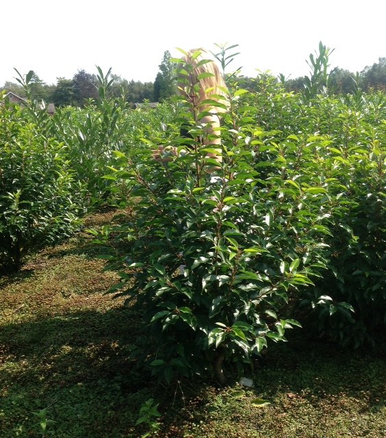 10 Prunus Lusitanica Angustifolia Hedge 5ft