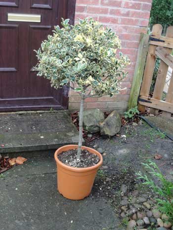 Silver Holly Lollipop Tree
