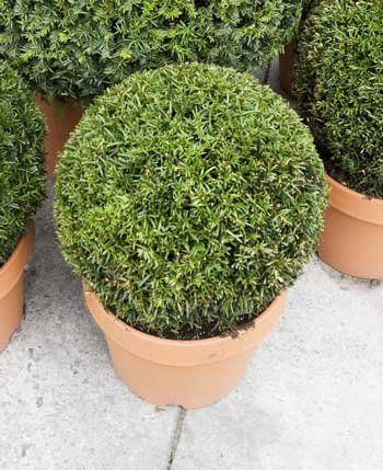 Yew Topiary Ball 50/55cm