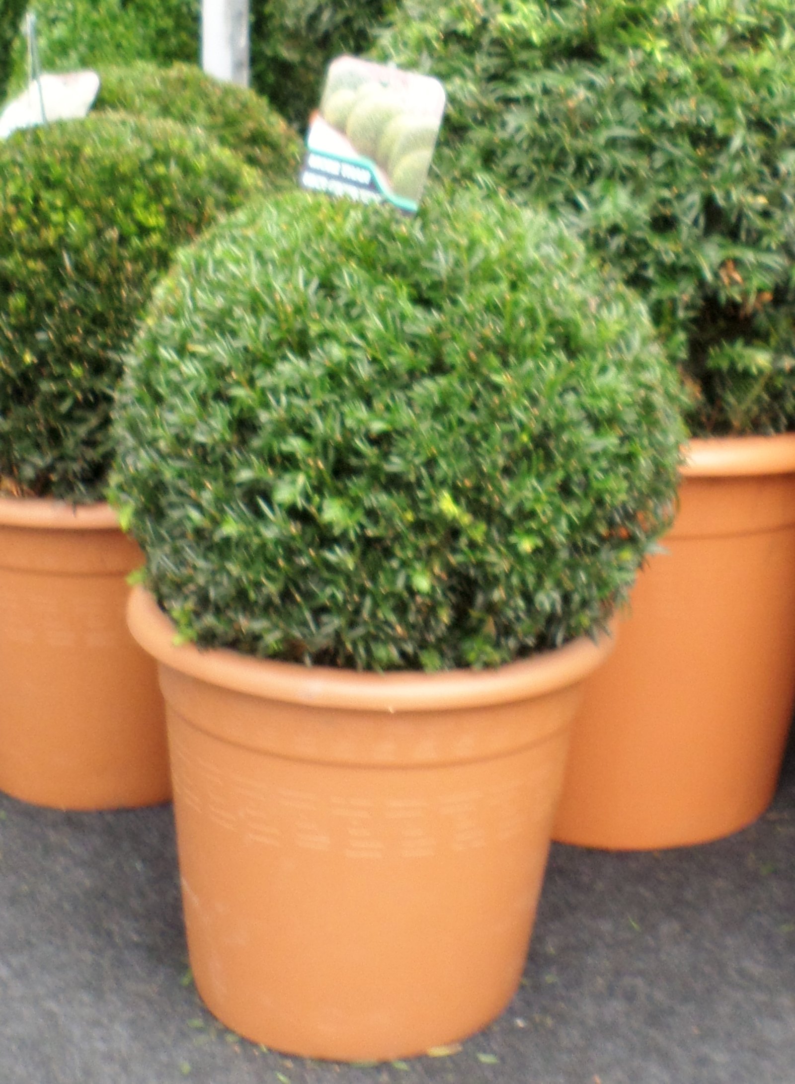 Yew Topiary Ball 30cm(11inch)