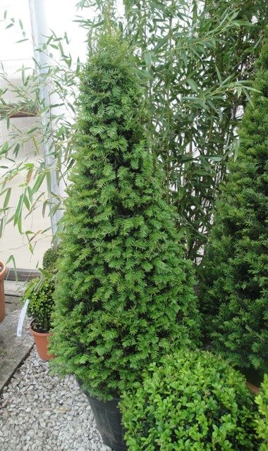 English Yew Cone 150cm
