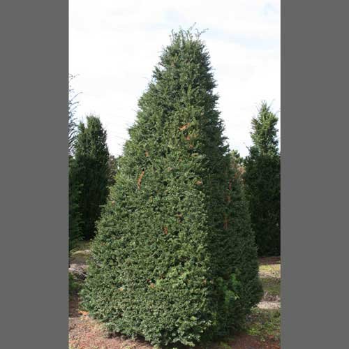 Yew Pyramid 6ft